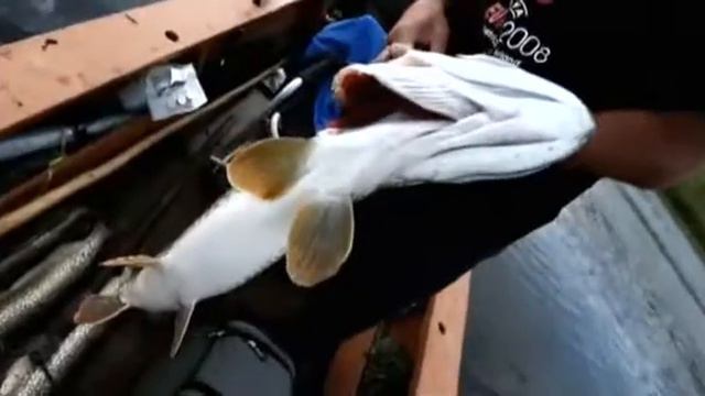 Сибирская щука Диалоги о рыбалке смотреть онлайн