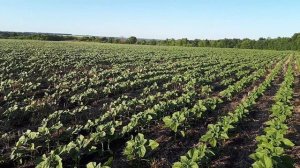 подкормка подсолнечника посев 05.05.18