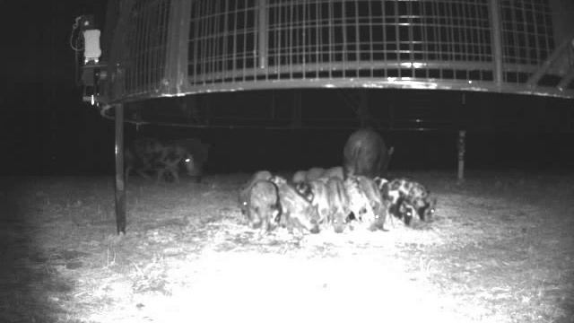 Boar Buster Hog Trap смотреть онлайн