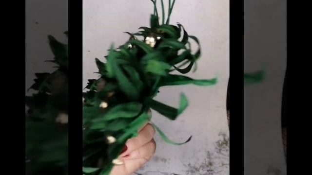 зелёная хризантема смотреть онлайн