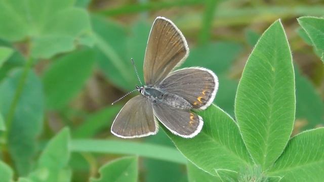 Бабочка. Голубянка Икар. Самка ( Polyommatus icarus ) смотреть онлайн