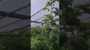 Сорт малины Вайолет конец июля 2023 год Краснодарский край 1