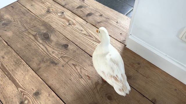 How do our chickens and ducks react when they are allowed inside. смотреть онлайн