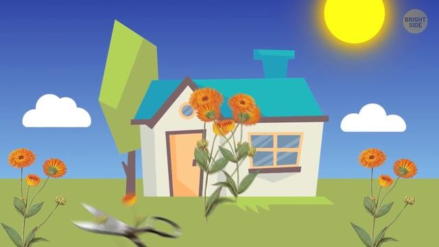 15 Natural Ways to Get Rid of Mosquitoes in Your Yard смотреть онлайн