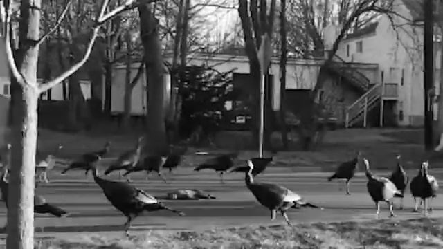 ПТИЦЫ ХОРОНЯТ КОТА (ПОСОЛОНЬ) смотреть онлайн