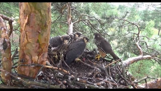 Сокол-Чеглок. Родственник сапсана. Миг-29 среди птиц. смотреть онлайн