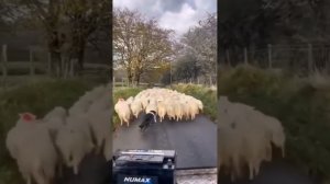 Бордер - Колли это умнейшая собака пастух.