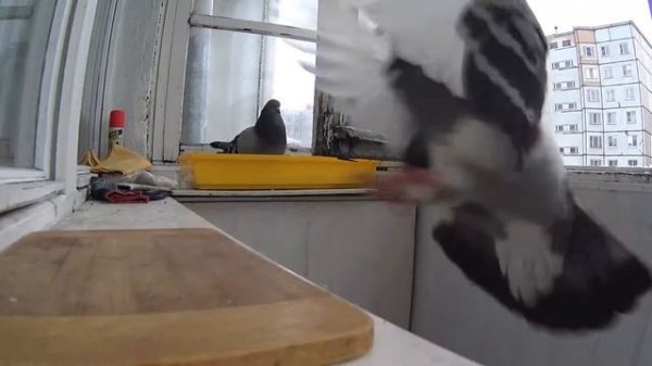 голуби вернулись