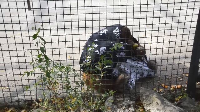 Модница Дана и новый платок! смотреть онлайн