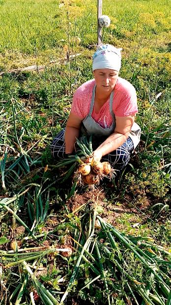 Озимый лук самый лучший смотреть онлайн