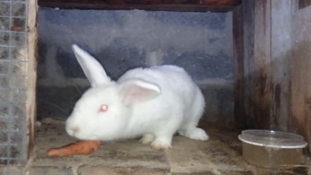 Мои кролики : "Белый великан" и "Белый панон" смотреть онлайн