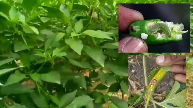 DELTAMETHRIN 11%EC// INSECTICIDE //BAYER DECIS 100// FULL DETAILS WITH MODE OF ACTION