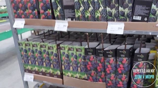 Купили дом на юге. Сажаю лаванду и розу. смотреть онлайн