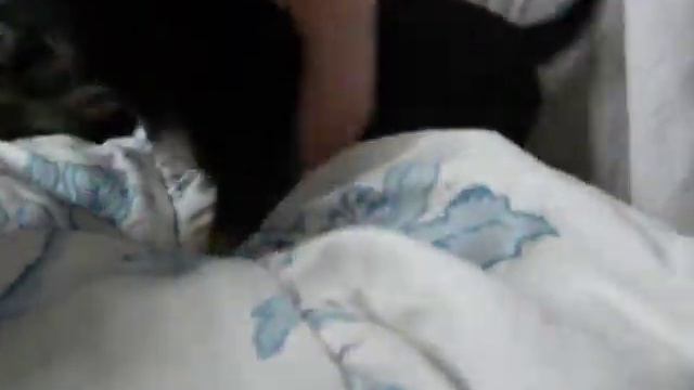 Чихуахуа-мини девочки. Питомник "My Salim" г. Киев смотреть онлайн