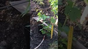 Виноград, посадка саженца. Глубина посадки винограда.