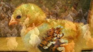 Разведение кур породы Орпингтон как бизнес идея | Куры Орпингтон