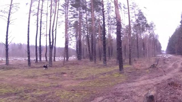 Лучшая охота на зайца с белорусским гончим в сезоне 2022-2023!!! смотреть онлайн