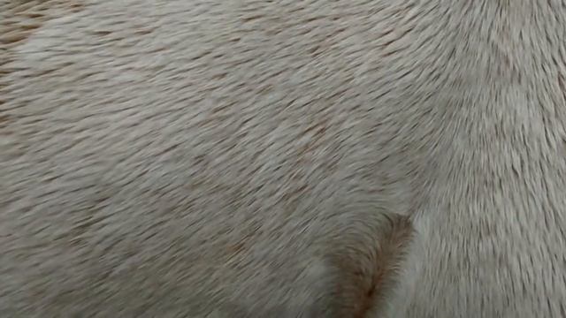 I trained him to get out of my space and come in смотреть онлайн