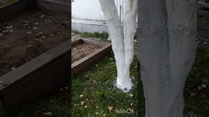 спасаем яблоню/отошла кора от ствола/маришкины заботы