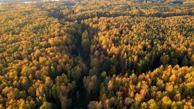 Осенний лес с высоты 4K смотреть онлайн