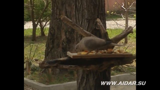 AIDAR bird смотреть онлайн