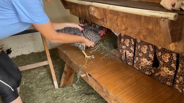 Гнезда для кур несушек с яйцесборником своими руками Как приучаю нестись Как и чем от Глистов смотреть онлайн