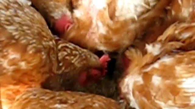 Как курица лапой