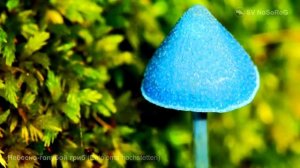 ТОП САМЫЕ НЕОБЫЧНЫЕ ГРИБЫ