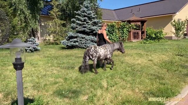 Продается пятнистая булочка мини-пони аппалуза смотреть онлайн