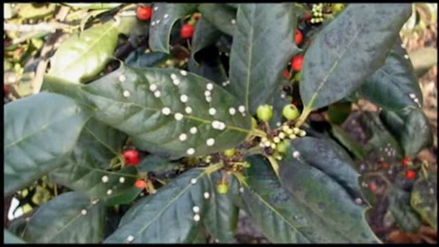 Pesky Insects смотреть онлайн