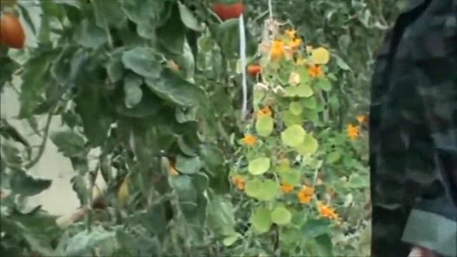 Смешанные посадки в теплице Брянская Людмила смотреть онлайн