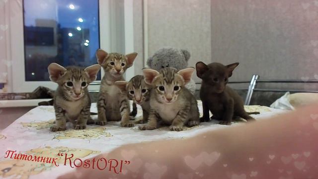 28 ноября 2020 г. смотреть онлайн