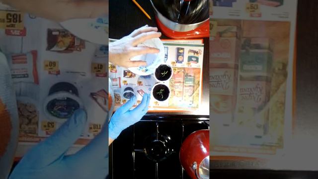 Вытянувшуюся рассаду исправляем пикировкой. смотреть онлайн