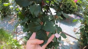 Розы группы шраб. Distant Drums (Дистант Драмс)