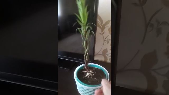 Посадила лилии на зиму в горшок - Часть 2 смотреть онлайн