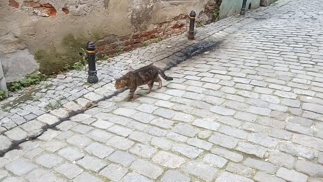 Istanbul, on the street where ''Museum of Innocence'' смотреть онлайн