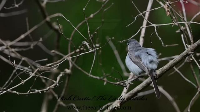 BLUE-GRAY GNATCATCHER foraging, flying Polioptila caerulea смотреть онлайн