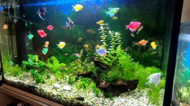 Мой тритон в аквариуме. смотреть онлайн