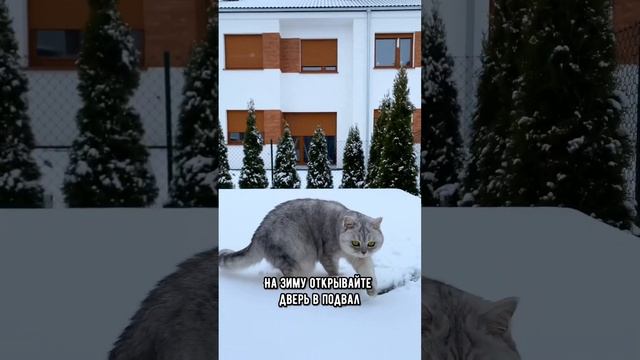 5 способов помочь бездомному котику, если Вы не можете оставить его себе #кот #коты #кошка смотреть онлайн