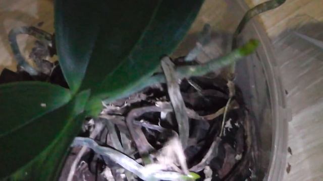 Клещ сидит в пазухах орхидеи Фаленопсис.... смотреть онлайн