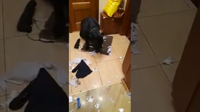 Щенок напакостил смотреть онлайн