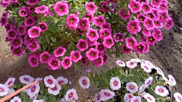 калибрахоа серии TikTok. смотреть онлайн