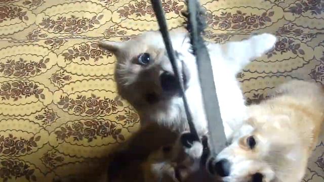 Корги ))) Жвери смотреть онлайн