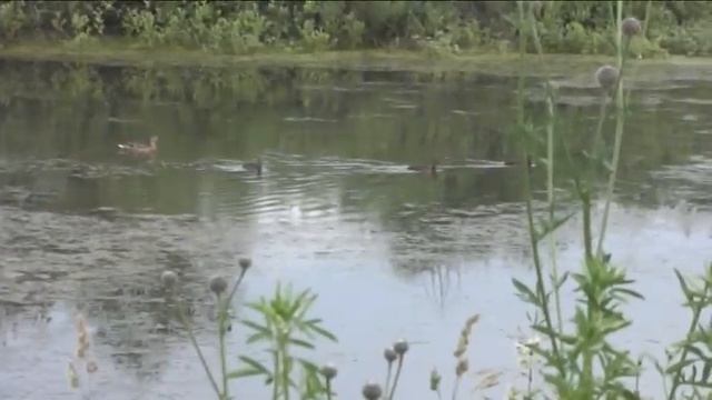 Выводок уток смотреть онлайн