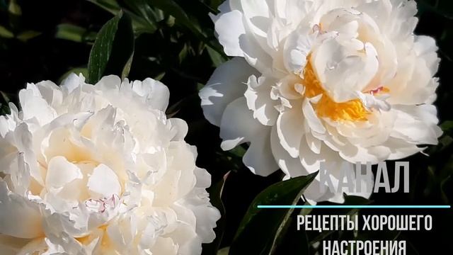 Peony Festiva Maxima (пион Фестива Максима, 1851, Милле, Франция). Цветение 2020