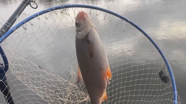 НЕРЕАЛЬНЫЙ КЛЕВ ПЛОТВЫ! Рыбалка на Десне! СЕКРЕТ В ПРИКОРМКЕ! Рыбалка 2021! смотреть онлайн