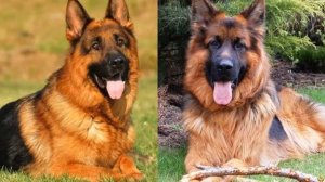 ВОЛК ПРОТИВ НЕМЕЦКОЙ ОВЧАРКИ. КТО ПОБЕДИТ?