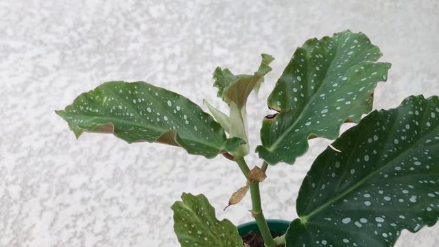 Plant Haul and Nursery Visit September 2019 смотреть онлайн