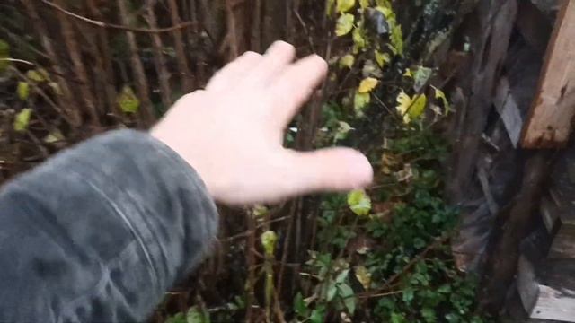 про сирень смотреть онлайн