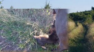 КАНЕ КОРСО СОДЕРЖАНИЕ. КАНЕ КОРСО И ДРУГИЕ ЖИВОТНЫЕ.трудности содержания